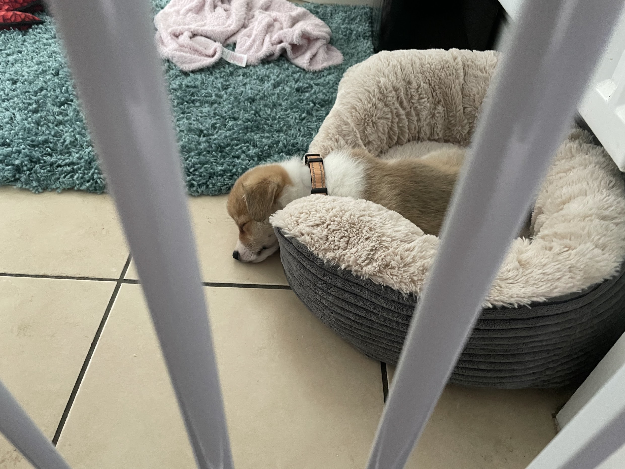 Puppy playing outside
